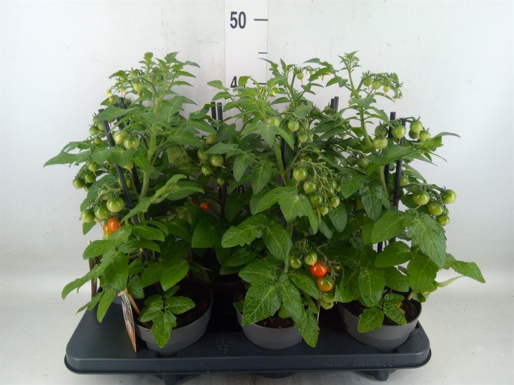 Горшечные цветы и растения оптом Solanum Lycopersicum   ... от 6шт из Голландии с доставкой по России