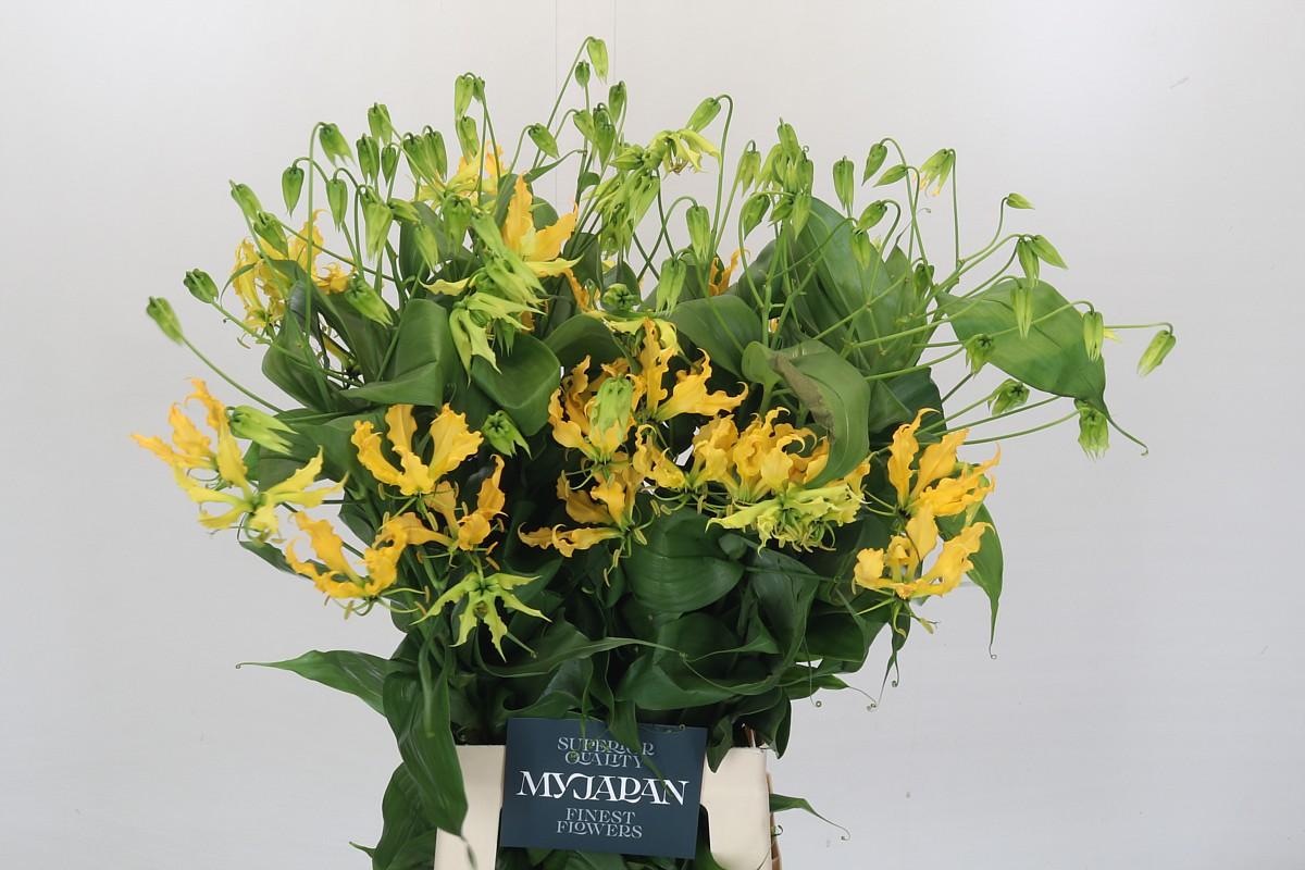 Срезанные цветы оптом Gloriosa lutea от 20шт из Голландии с доставкой по России