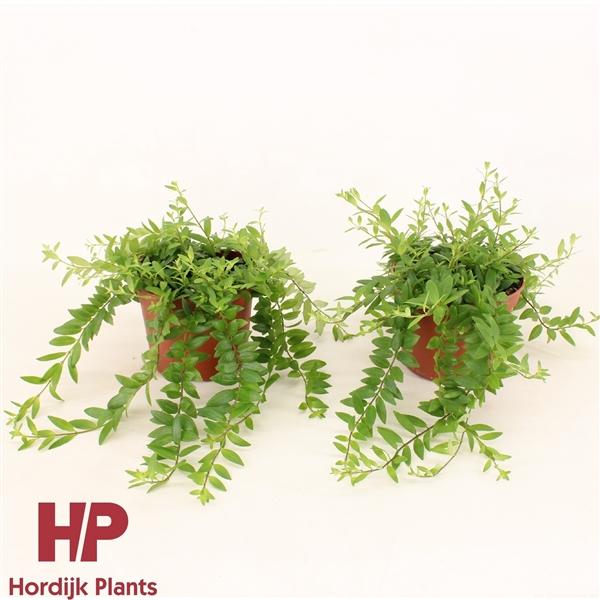 Горшечные цветы и растения оптом Aeschynanthus Japhrolepis от 8шт из Голландии с доставкой по России