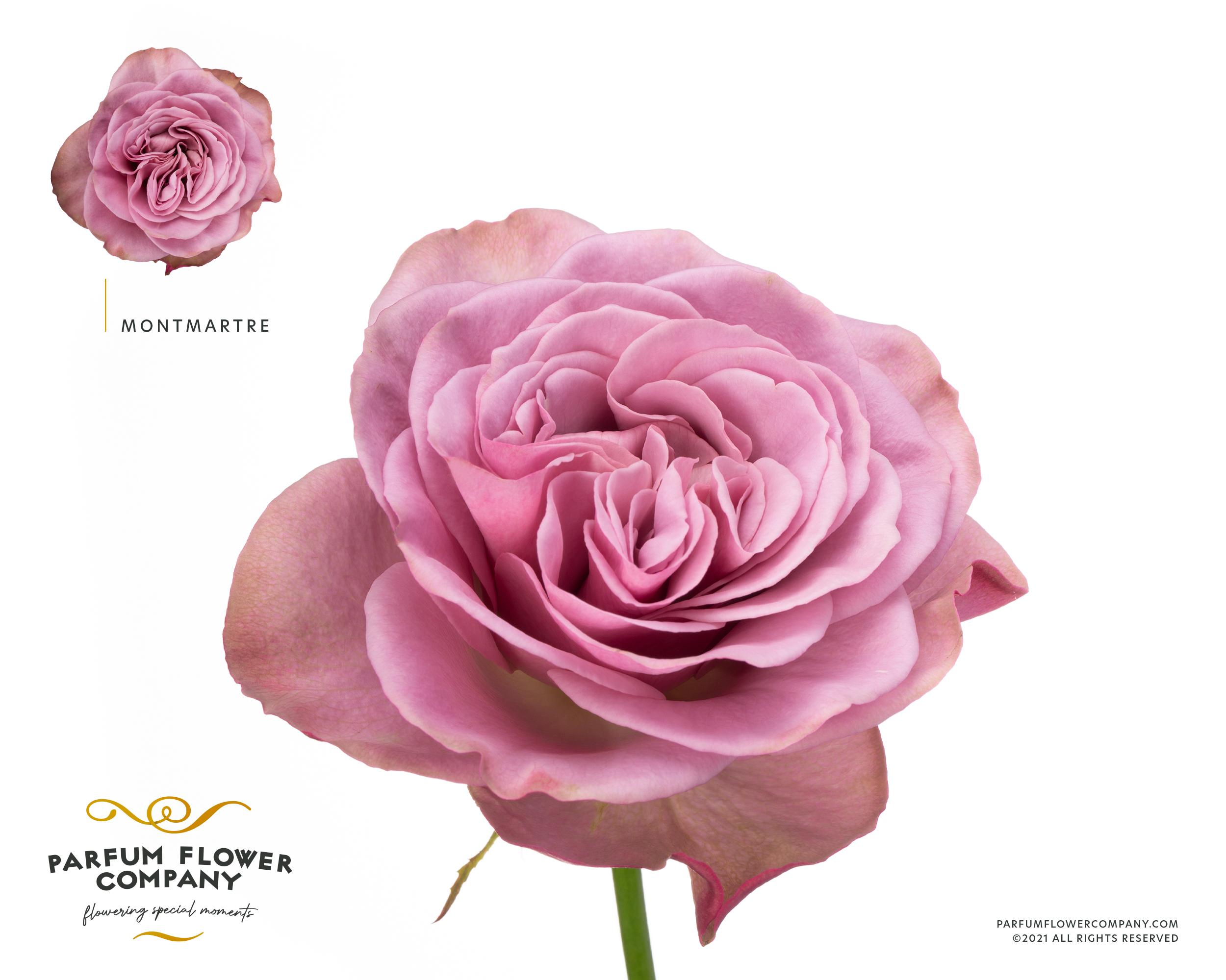 Срезанные цветы оптом Rosa garden montmartre от 24шт из Голландии с доставкой по России