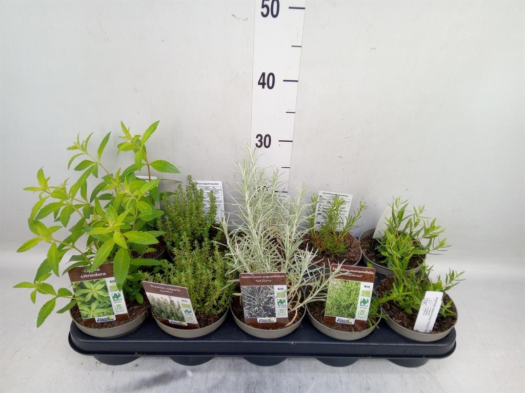 Горшечные цветы и растения оптом Tuinkruiden   ...mix от 10шт из Голландии с доставкой по России