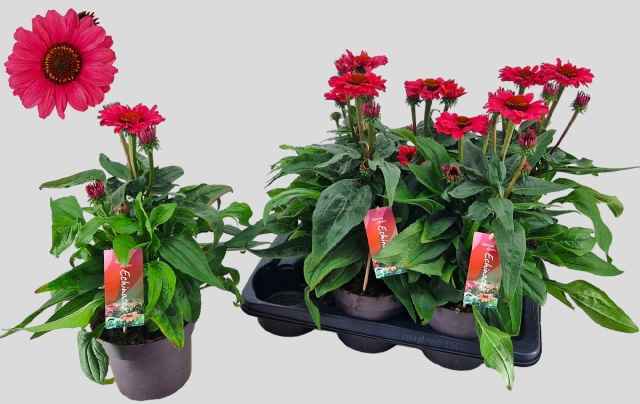 Горшечные цветы и растения оптом Echina Sunseek Carmi от 6шт из Голландии с доставкой по России