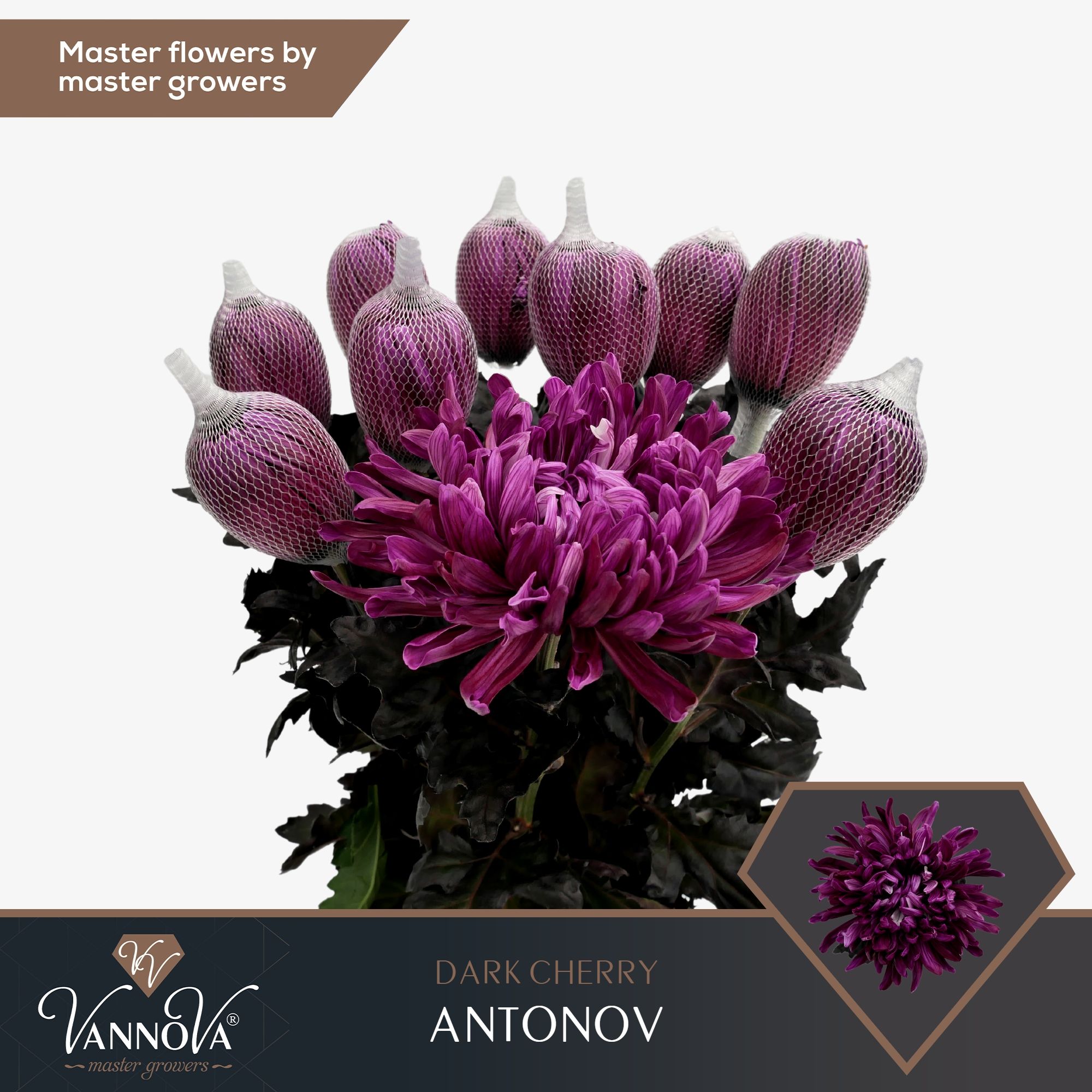 Срезанные цветы оптом Chrys bl paint antonov dark cherry от 40шт из Голландии с доставкой по России