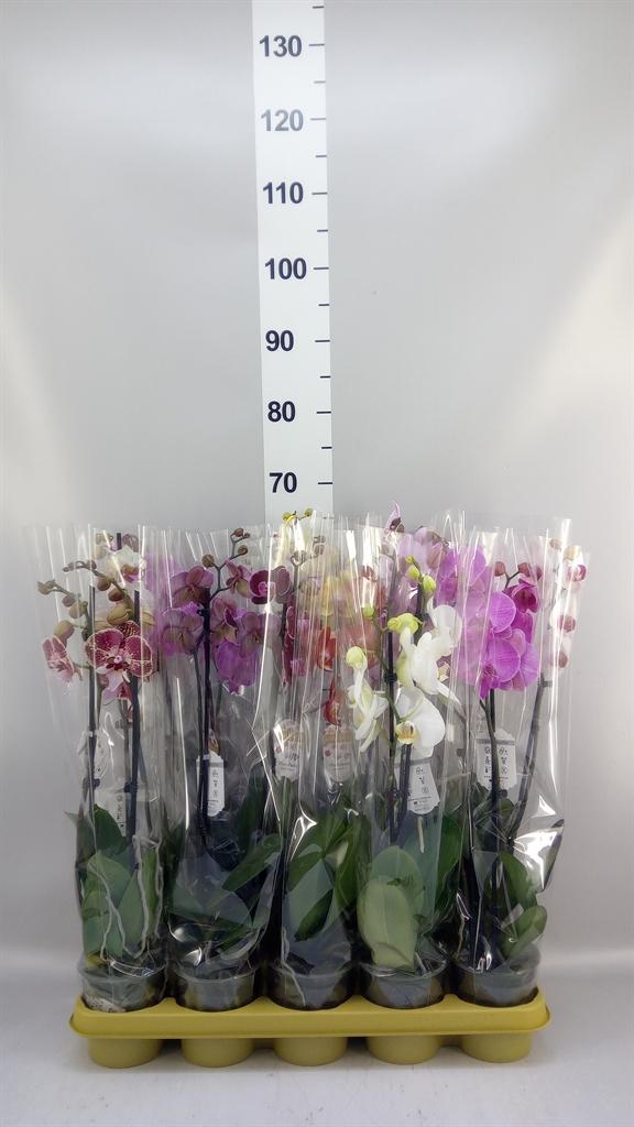 Горшечные цветы и растения оптом Phalaenopsis ...mix A от 10шт из Голландии с доставкой по России