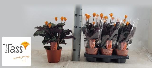 Горшечные цветы и растения оптом Calat Crocata от 6шт из Голландии с доставкой по России