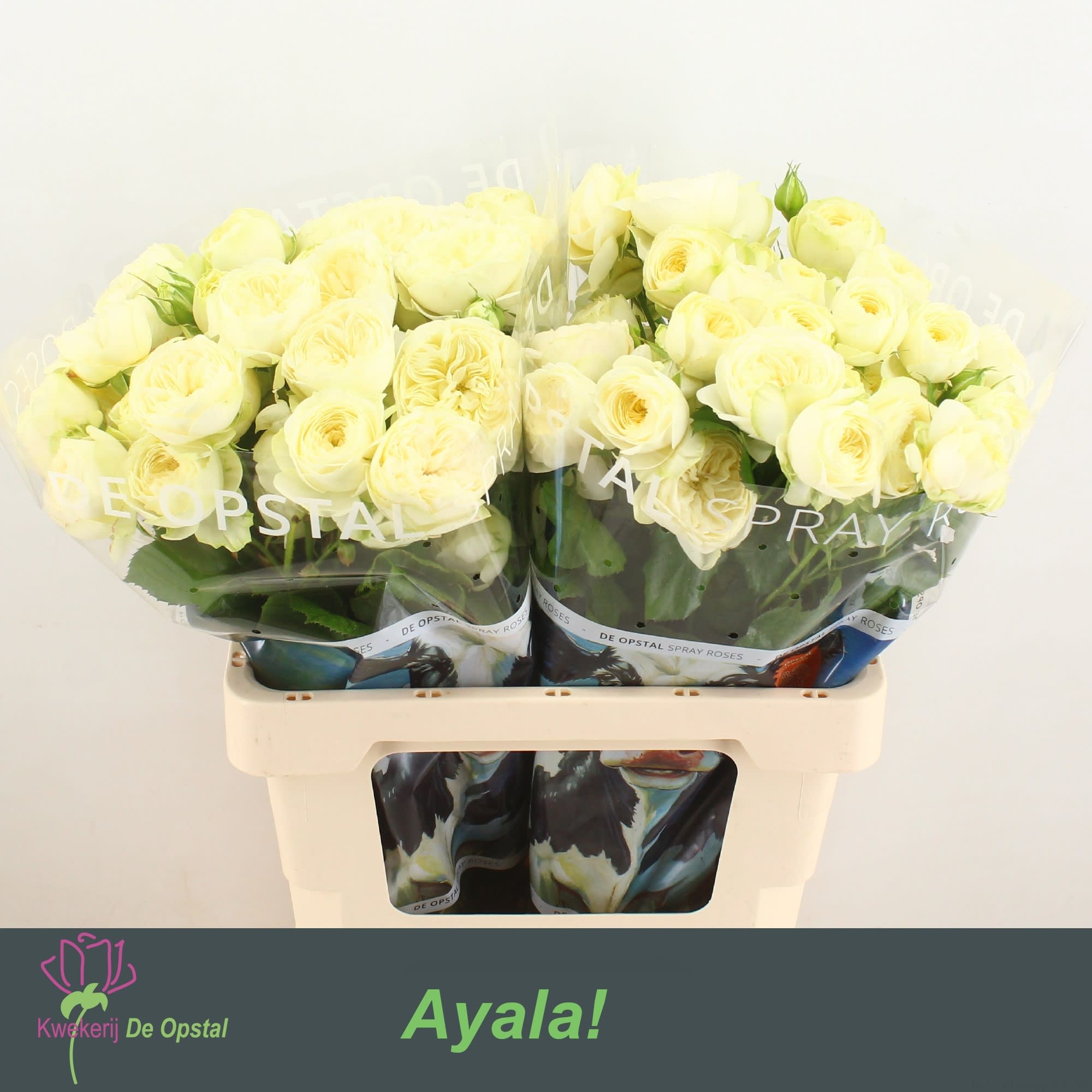 Срезанные цветы оптом Rosa spray ayala! от 20шт из Голландии с доставкой по России