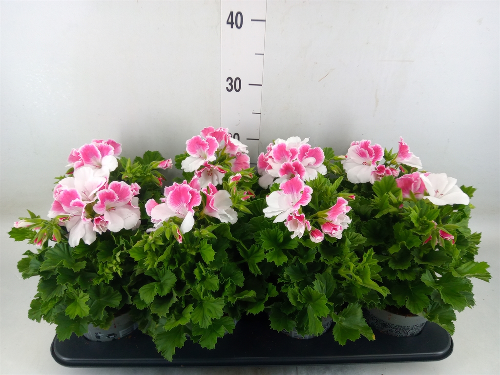 Горшечные цветы и растения оптом Pelargonium Gran.   .. от 8шт из Голландии с доставкой по России