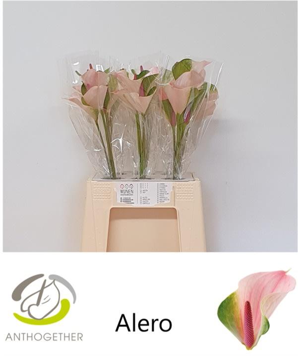 Срезанные цветы оптом Anthurium alero от 30шт из Голландии с доставкой по России