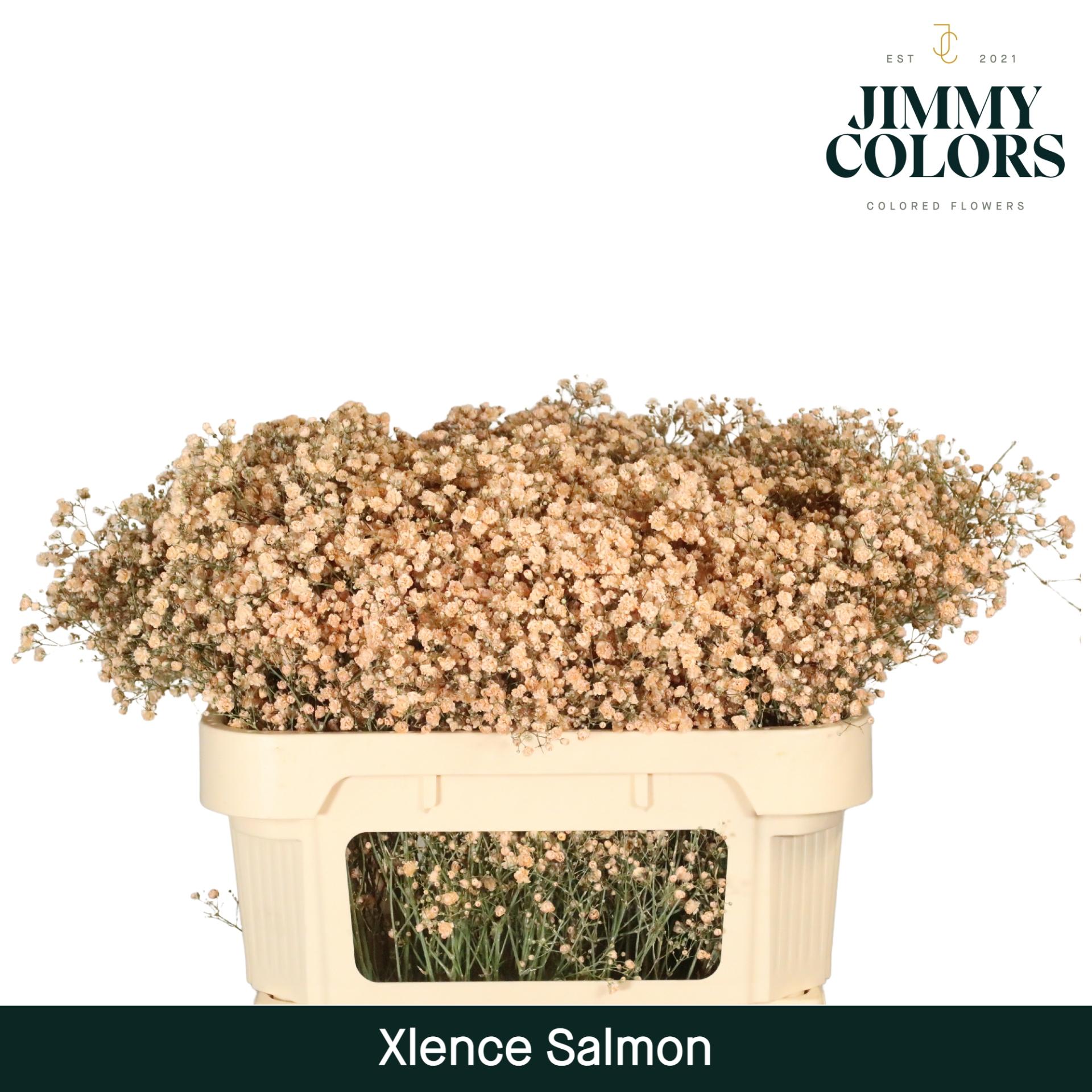 Срезанные цветы оптом Gyps large paint salmon от 25шт из Голландии с доставкой по России