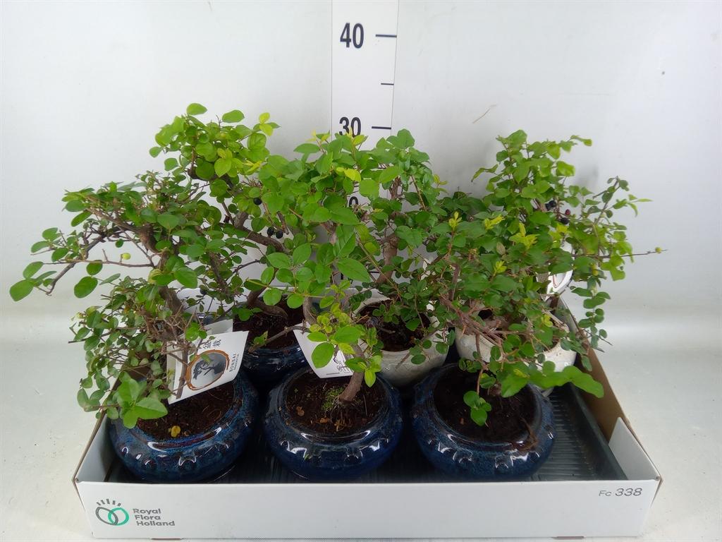 Горшечные цветы и растения оптом Bonsai   ...mix от 6шт из Голландии с доставкой по России