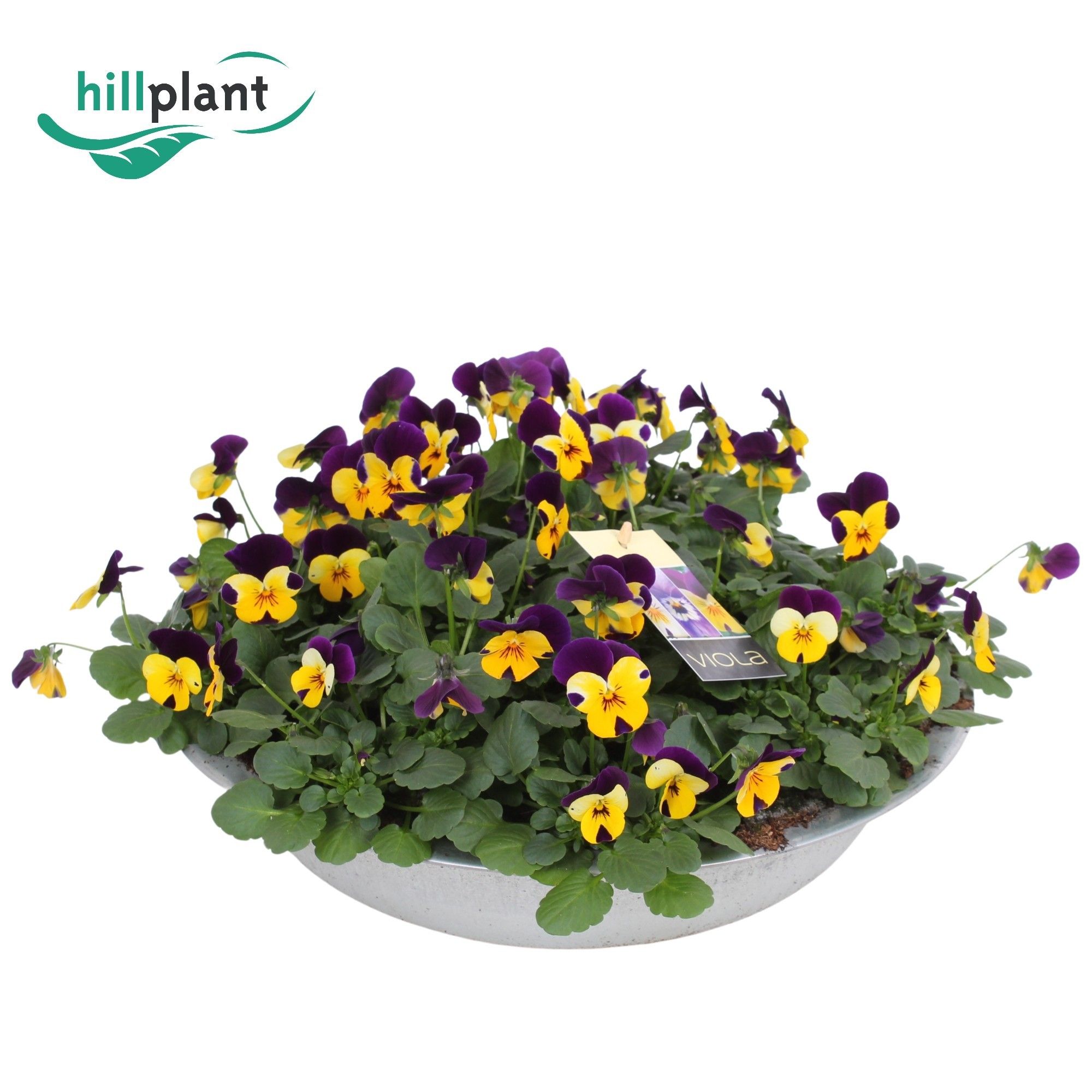 Горшечные цветы и растения оптом Viola Cornuta Yellow Purple Jump Up Zinken Schaal от 1шт (для телеги) из Голландии с доставкой по России