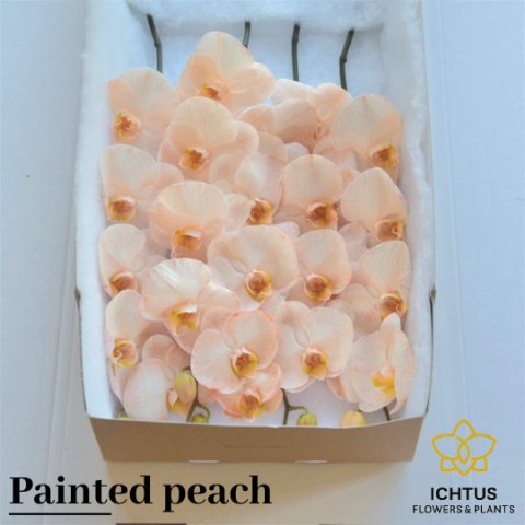 Срезанные цветы оптом Phalaenopsis paint peach (flower) от 25шт из Голландии с доставкой по России