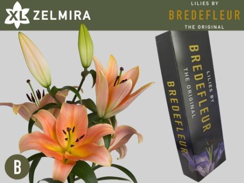 Срезанные цветы оптом Lilium or zelmira от 40шт из Голландии с доставкой по России