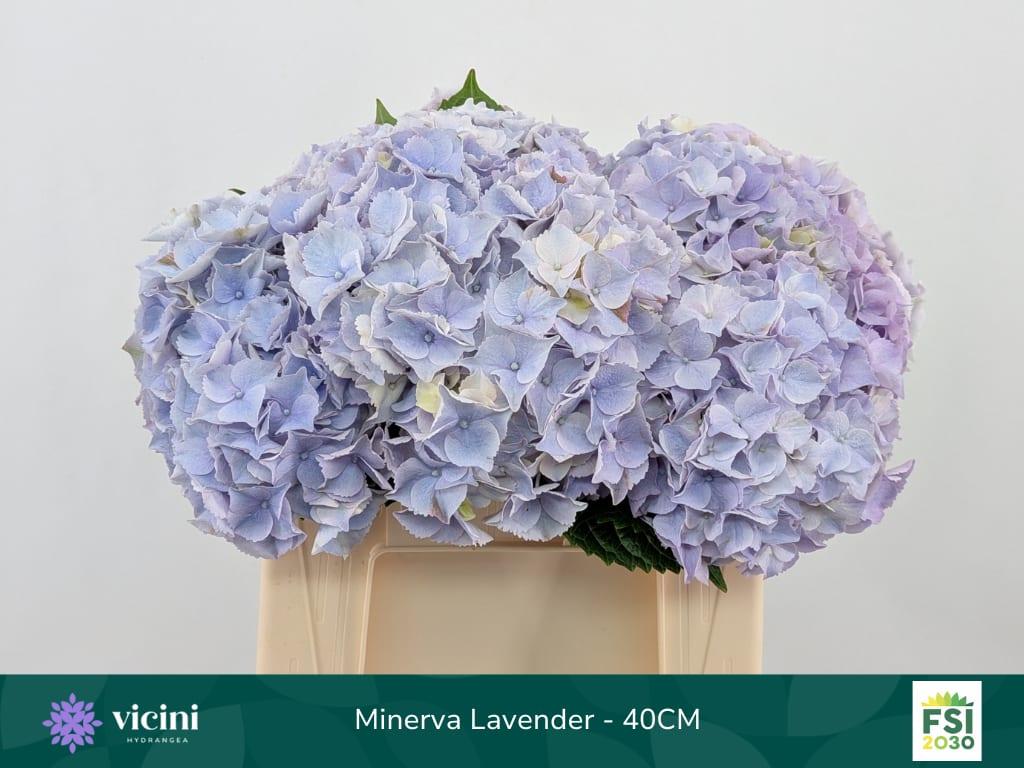 Срезанные цветы оптом Hydrangea my beautiful minerva от 10шт из Голландии с доставкой по России