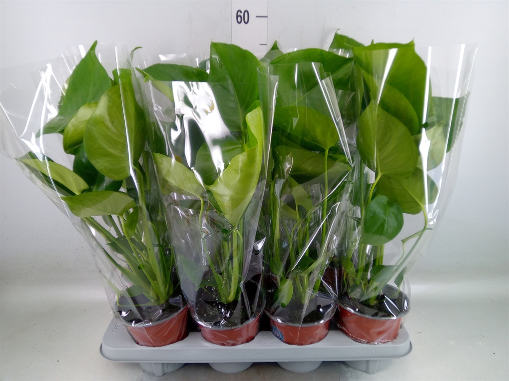 Горшечные цветы и растения оптом Monstera Deliciosa от 8шт' из Голландии с доставкой по России