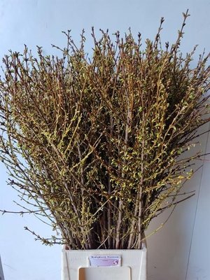 Срезанные цветы оптом Forsythia yellow от 100шт из Голландии с доставкой по России