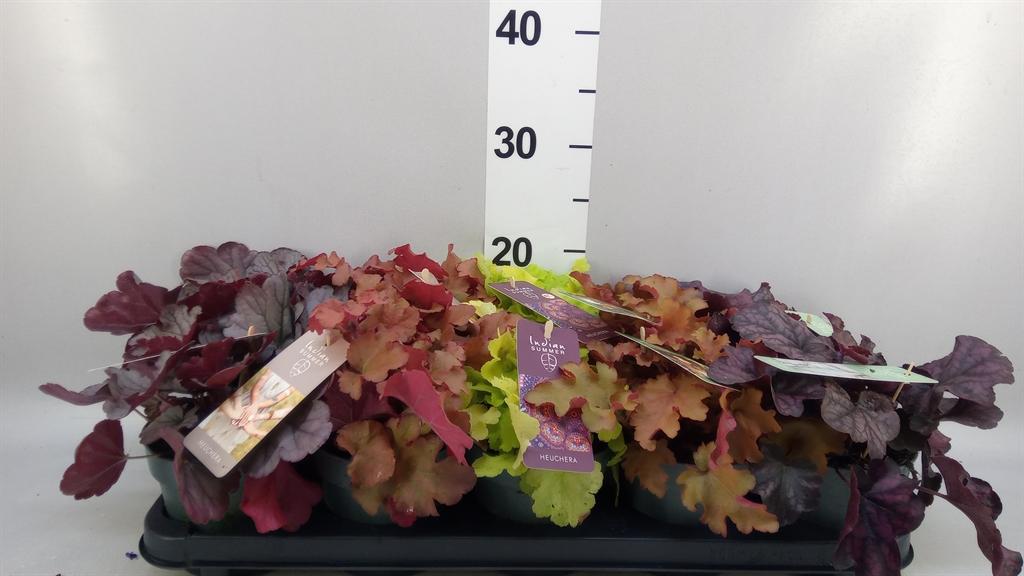 Горшечные цветы и растения оптом Heuchera indian Summer ...mix от 10шт из Голландии с доставкой по России