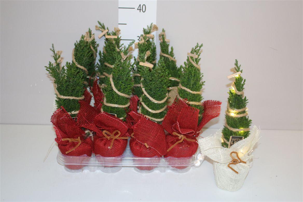 Горшечные цветы и растения оптом Chamaecyparis La Ellwoodii In Jute Mix Met Ledligh от 12шт (для телеги) из Голландии с доставкой по России