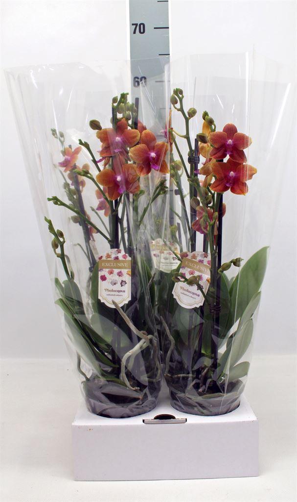 Горшечные цветы и растения оптом Phalaenopsis   ...orange от 4шт из Голландии с доставкой по России