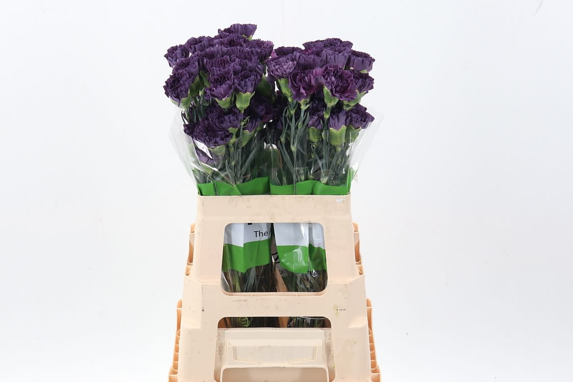 Срезанные цветы оптом Dianthus st cobalt thrill от 80шт из Голландии с доставкой по России