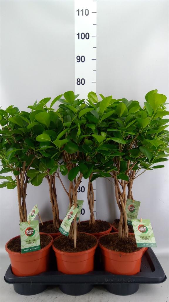 Горшечные цветы и растения оптом Ficus Microcarpa moclame от 6шт из Голландии с доставкой по России