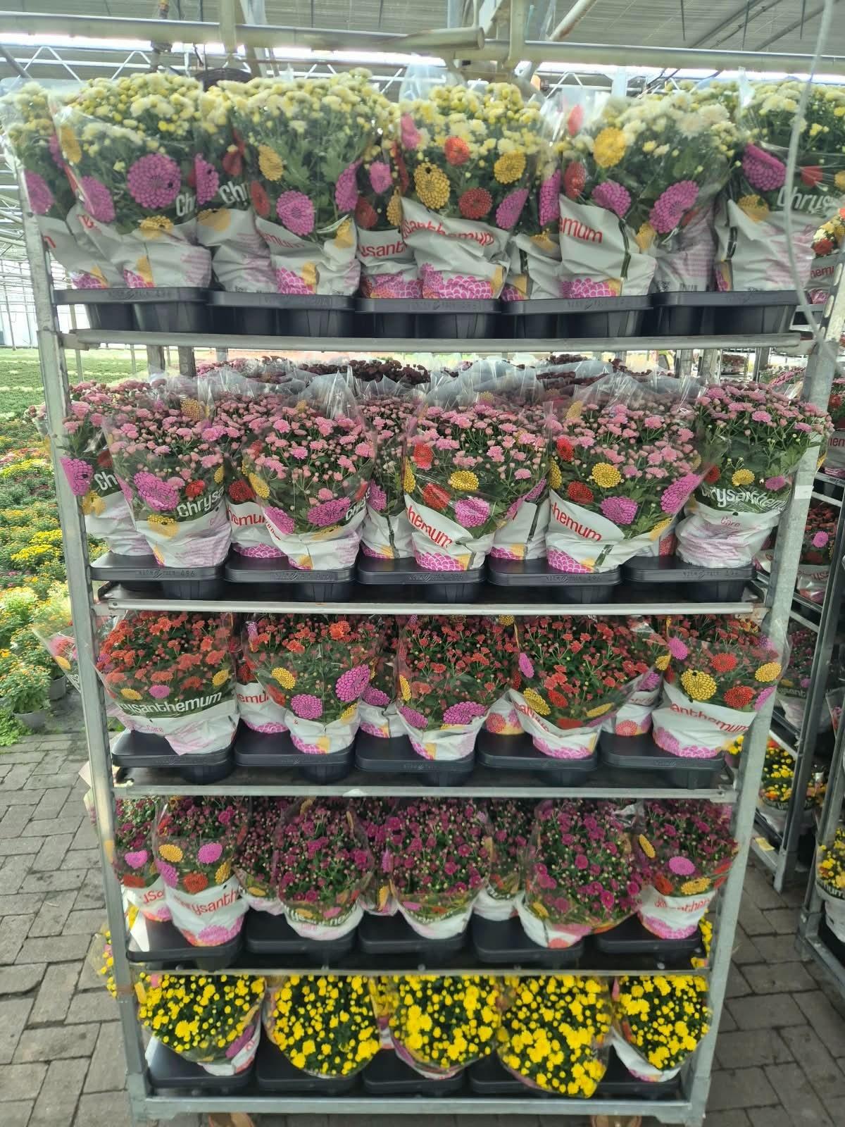 Горшечные цветы и растения оптом Chrys Garden Mums Gm от 6шт из Голландии с доставкой по России