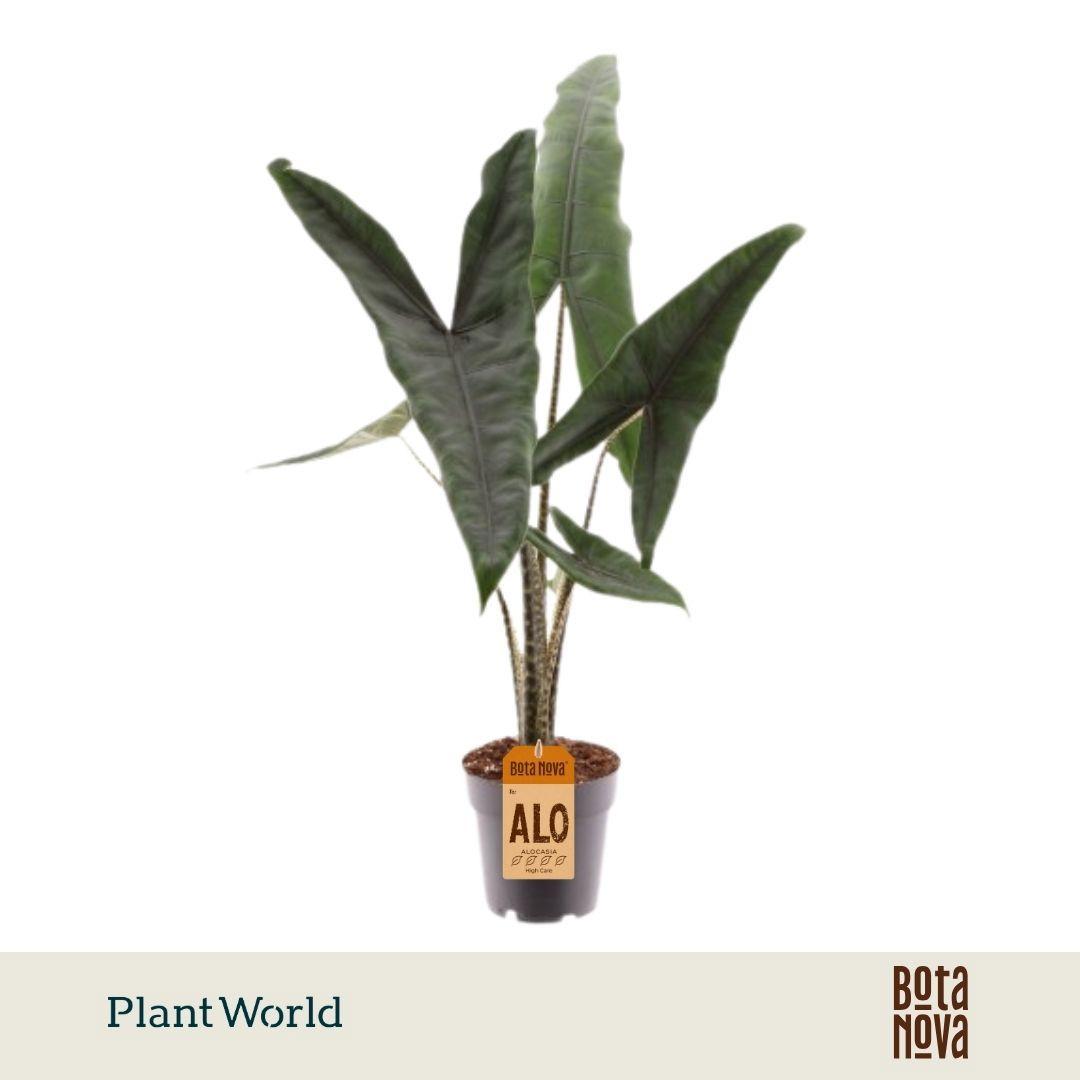 Горшечные цветы и растения оптом Alocasia Tigrina Superba от 7шт (для телеги) из Голландии с доставкой по России