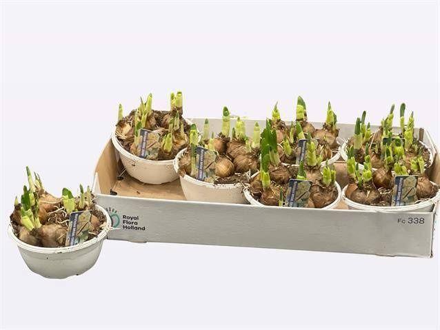 Горшечные цветы и растения оптом Narc D Bridal Crown от 7шт из Голландии с доставкой по России