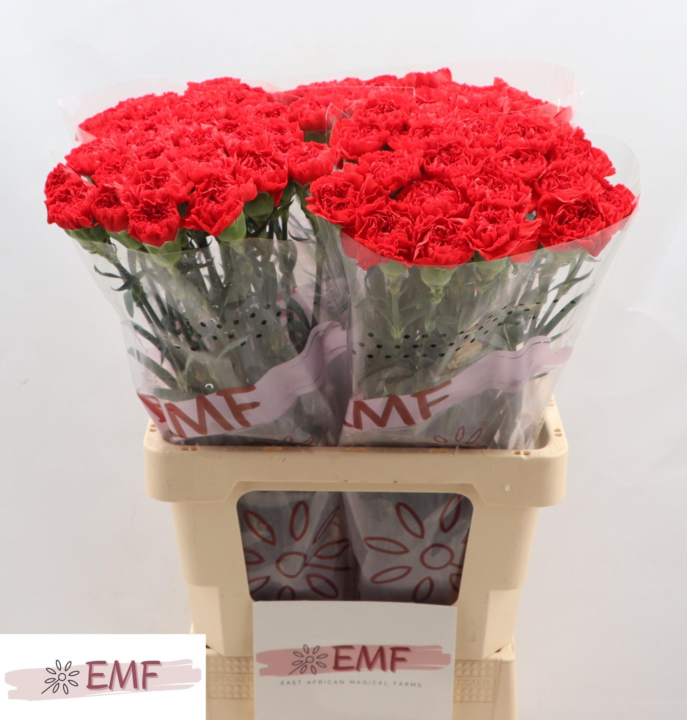 Срезанные цветы оптом Dianthus st bouzeron от 80шт из Голландии с доставкой по России