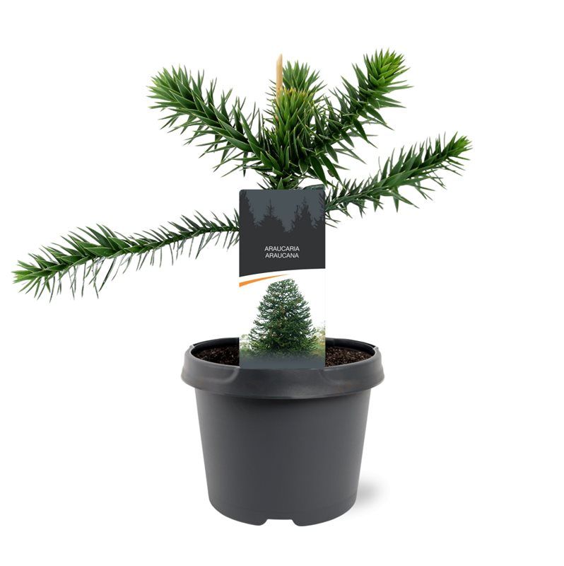 Горшечные цветы и растения оптом Araucaria Araucana от 1шт из Голландии с доставкой по России