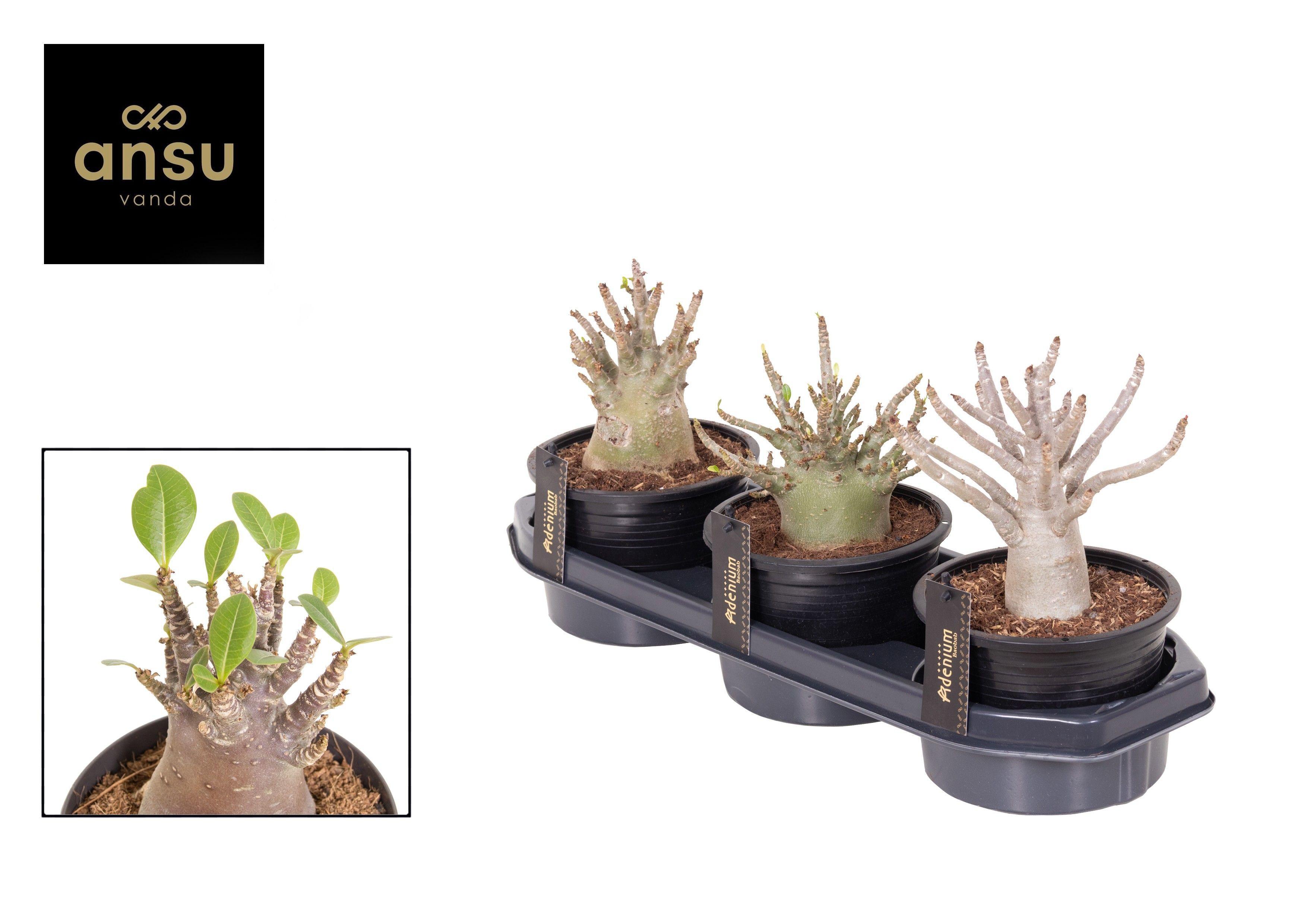 Горшечные цветы и растения оптом Adenium Ansu Baobab от 3шт из Голландии с доставкой по России