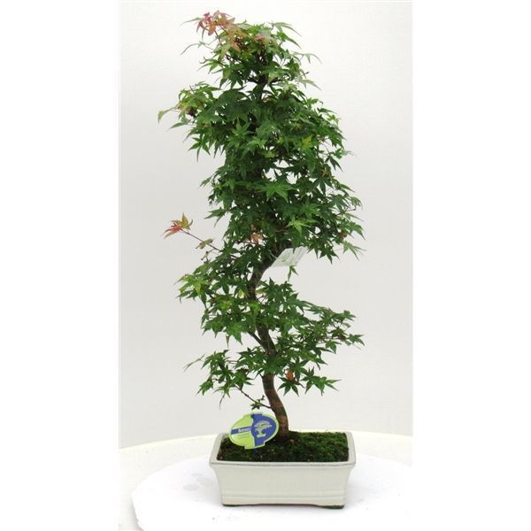 Горшечные цветы и растения оптом Bonsai Acer Palmatum Deshojo от 3шт из Голландии с доставкой по России