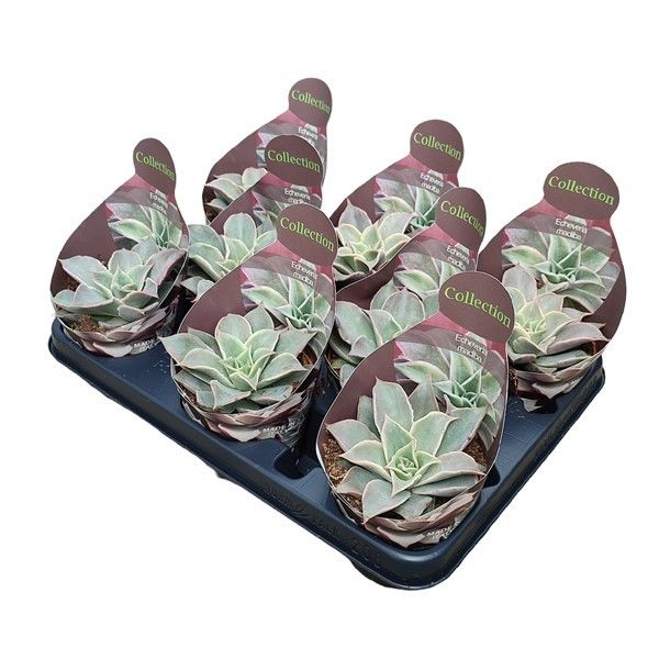 Горшечные цветы и растения оптом Echeveria Madiba Potcover от 9шт из Голландии с доставкой по России