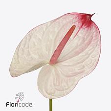 Срезанные цветы оптом Anthurium lybra от 20шт из Голландии с доставкой по России