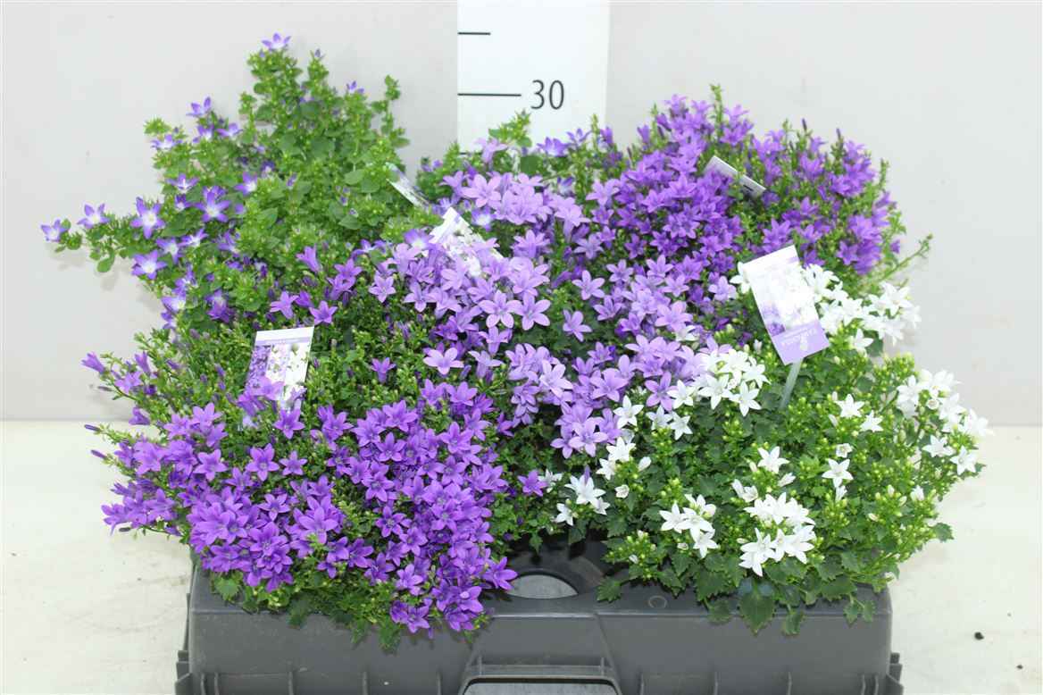 Горшечные цветы и растения оптом Campanula Addenda Gemengd X от 5шт из Голландии с доставкой по России