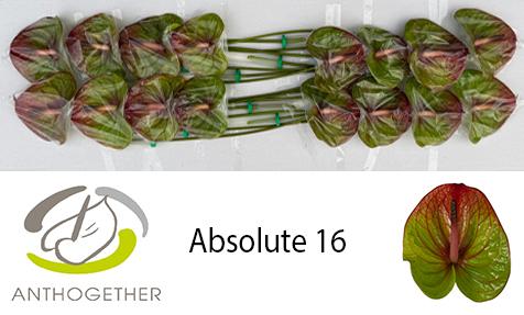Срезанные цветы оптом Anthurium absolute 322 от 16шт из Голландии с доставкой по России