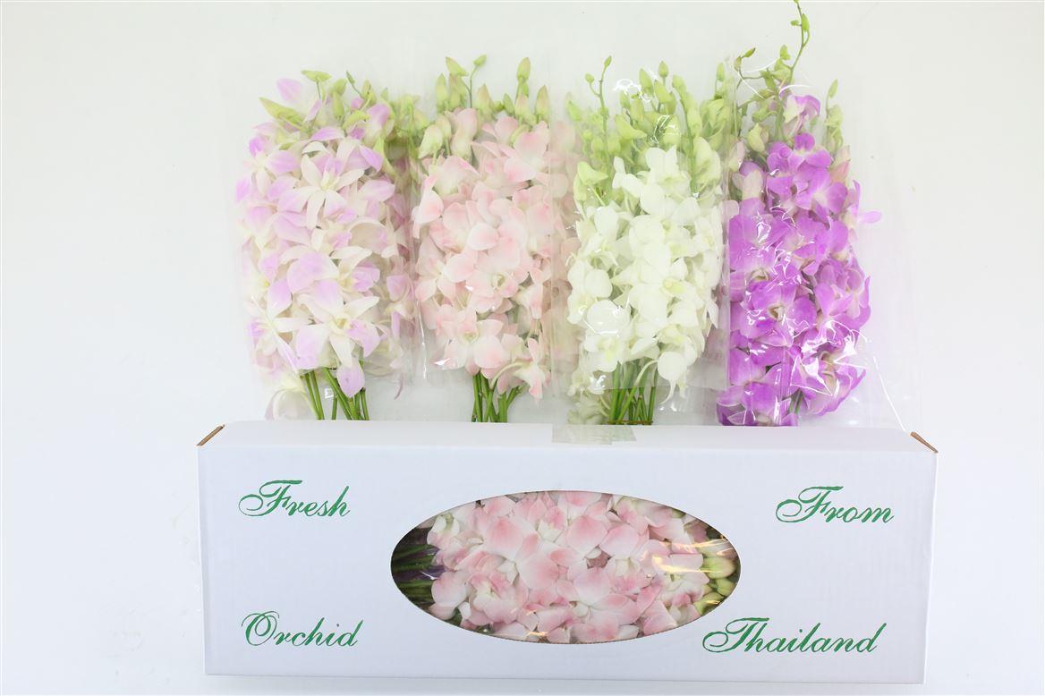 Срезанные цветы оптом Dendrobium mix pastel in box от 40шт из Голландии с доставкой по России