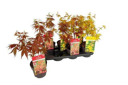 Горшечные цветы и растения оптом Acer Palmatum Mix от 6шт из Голландии с доставкой по России