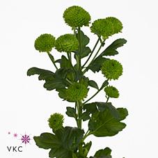 Срезанные цветы оптом Chrys sa country от 75шт из Голландии с доставкой по России