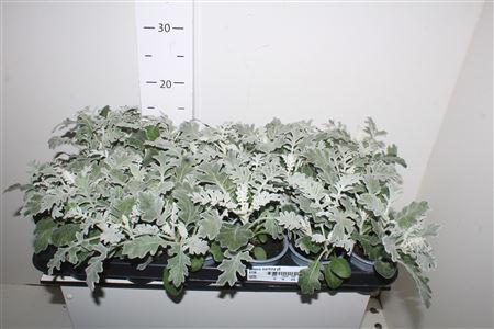 Горшечные цветы и растения оптом Senecio Maritima P9 от 18шт (для телеги) из Голландии с доставкой по России