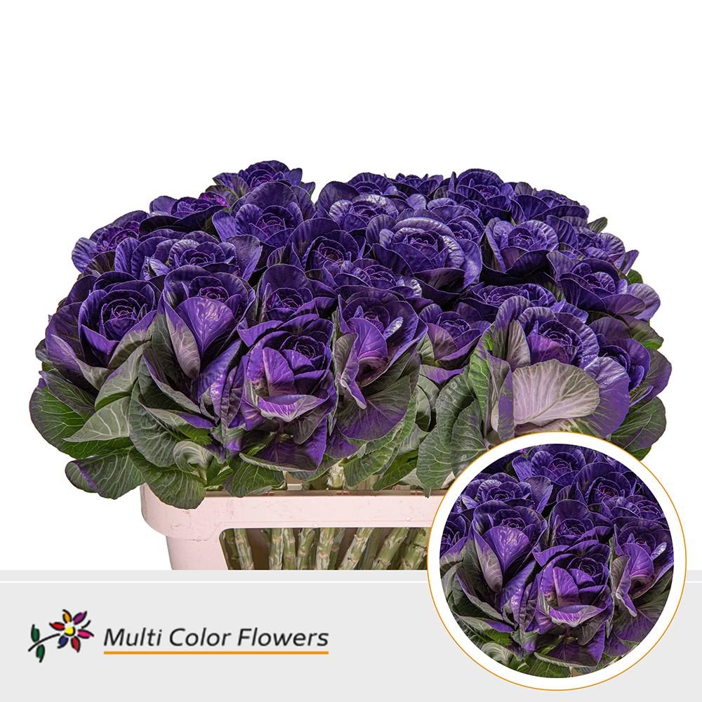 Срезанные цветы оптом Brassica paint lilac dark от 30шт из Голландии с доставкой по России