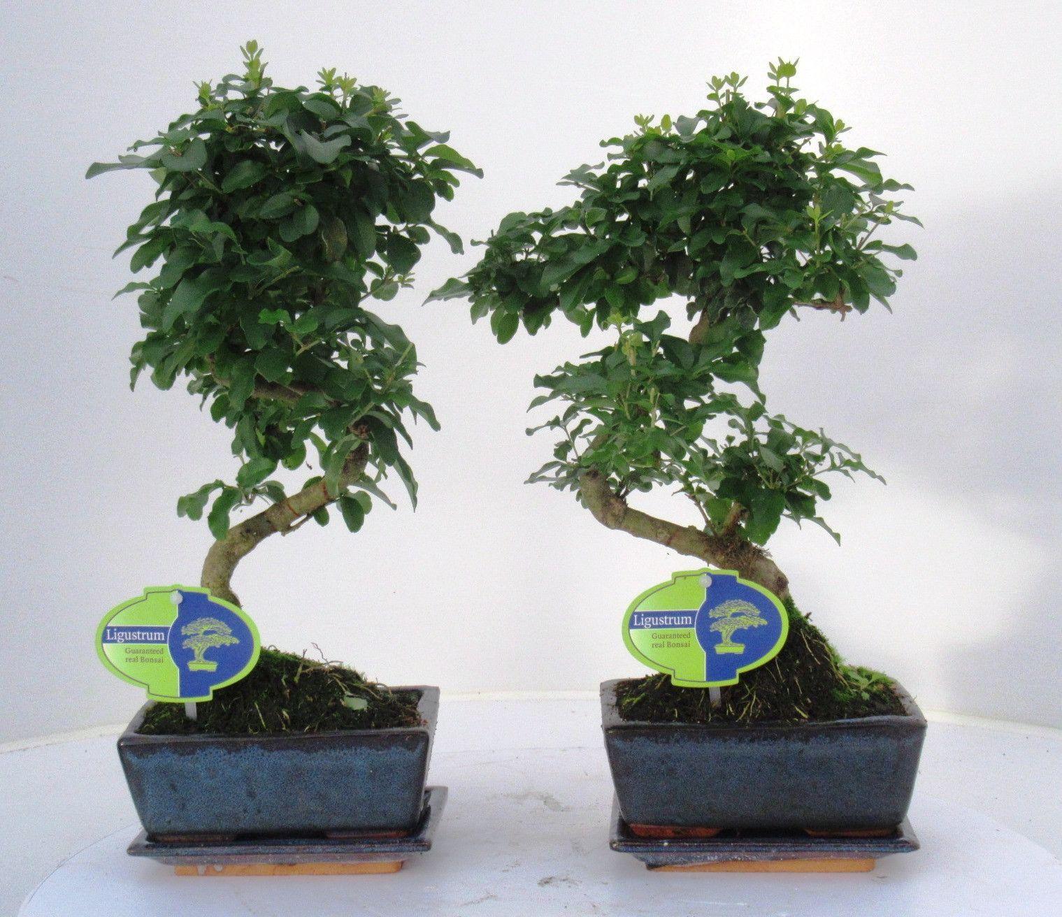 Горшечные цветы и растения оптом Bonsai Ligustrum Sinense от 10шт из Голландии с доставкой по России