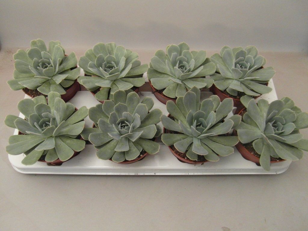 Горшечные цветы и растения оптом Echeveria Minima от 12шт из Голландии с доставкой по России