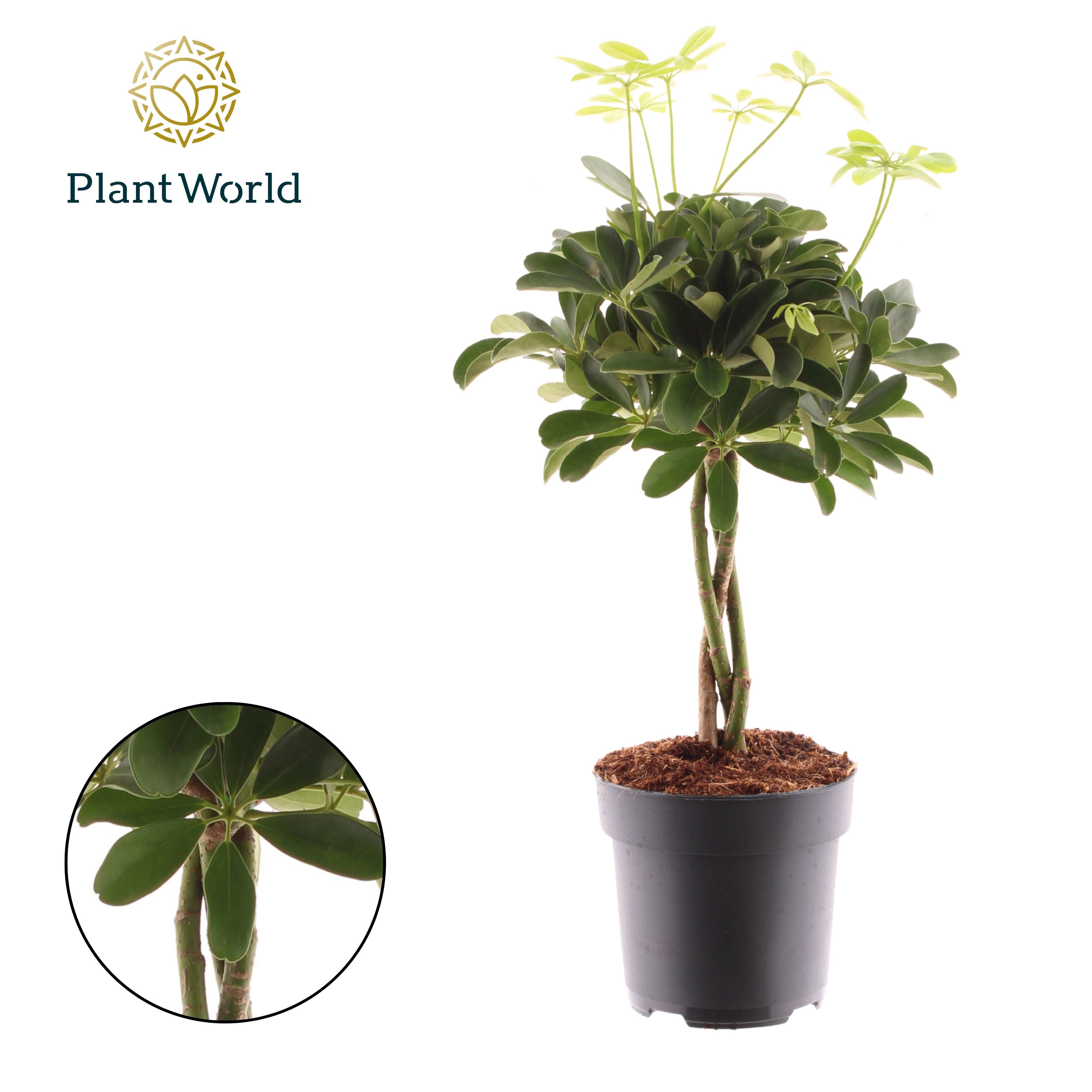 Горшечные цветы и растения оптом Schefflera Compacta (nora) Twisted от 6шт из Голландии с доставкой по России