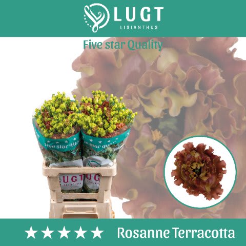 Срезанные цветы оптом Lisianthus do rosanne terracotta от 20шт из Голландии с доставкой по России