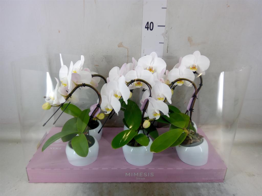 Горшечные цветы и растения оптом Phalaenopsis   ...white от 6шт (для телеги) из Голландии с доставкой по России
