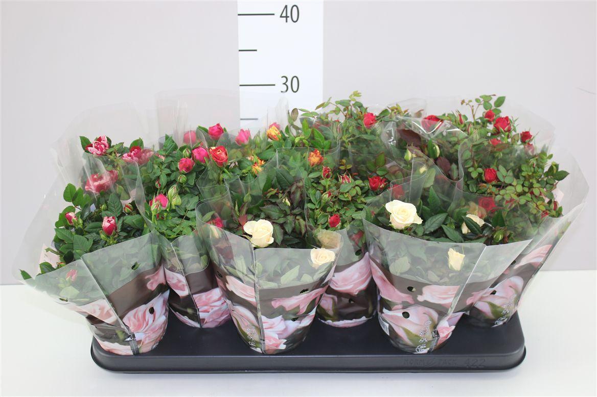 Горшечные цветы и растения оптом Rosa Victory Gemengd от 12шт из Голландии с доставкой по России