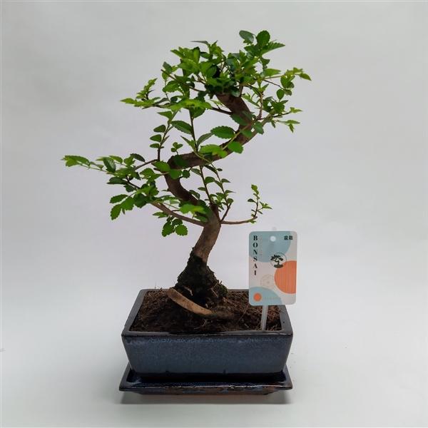 Горшечные цветы и растения оптом Bonsai Zelkova S-shape Traditional от 6шт из Голландии с доставкой по России