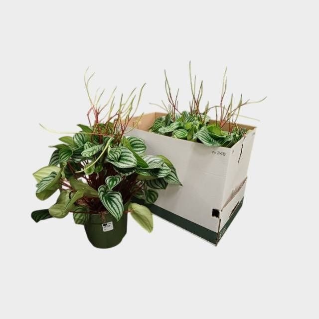 Горшечные цветы и растения оптом Pep Argyreia от 3шт из Голландии с доставкой по России