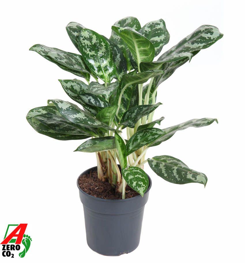 Горшечные цветы и растения оптом Aglaonema Amazone Silver от 1шт из Голландии с доставкой по России